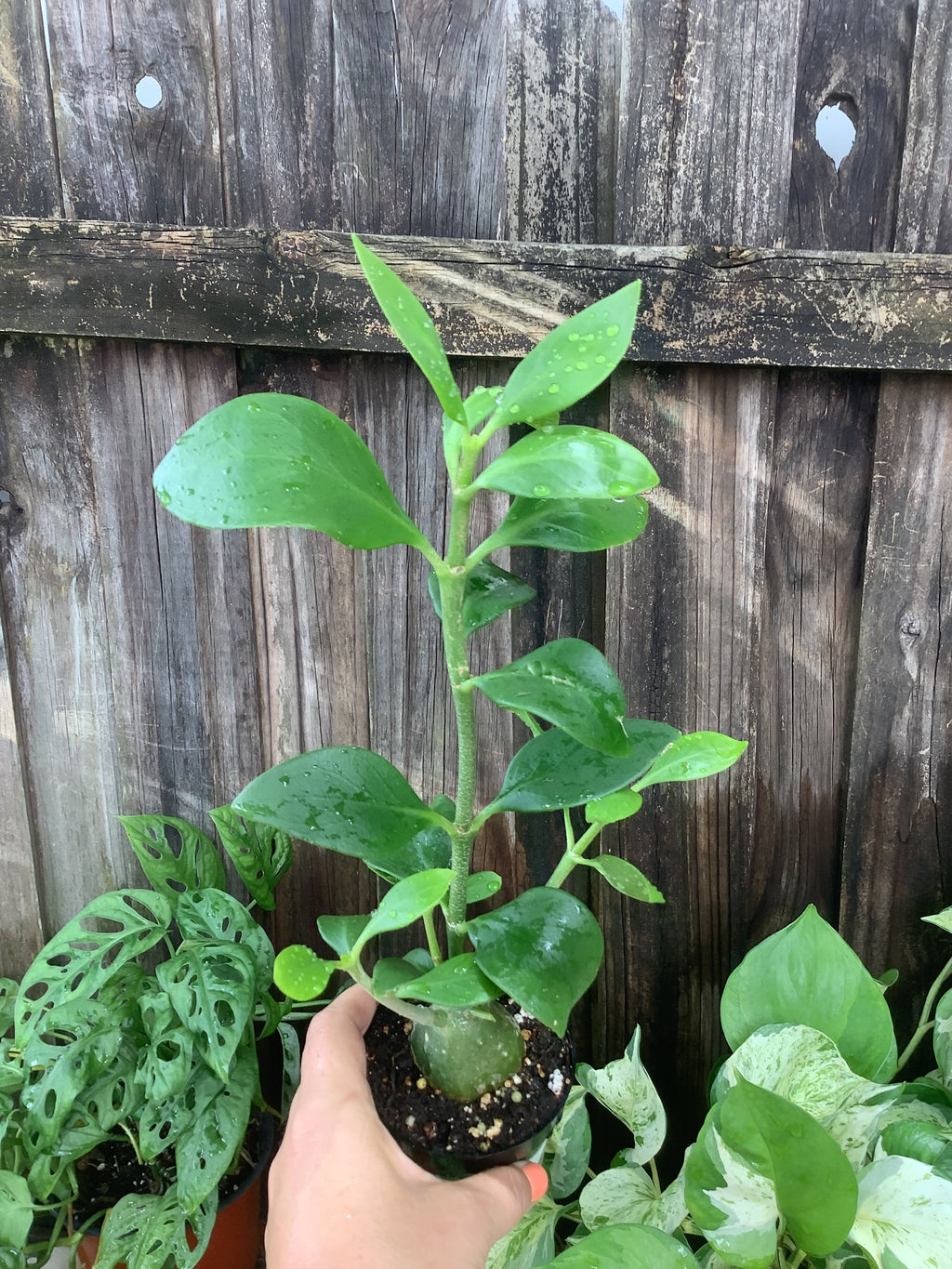 Ant Plant | 3" Pot