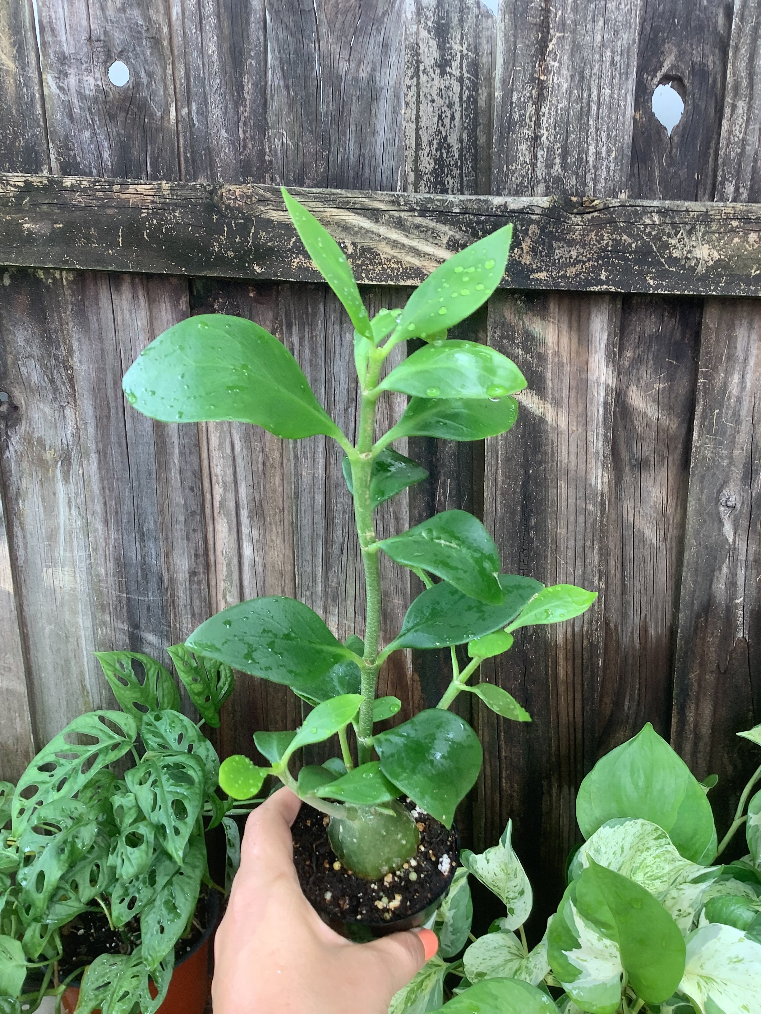 Ant Plant | 3" Pot