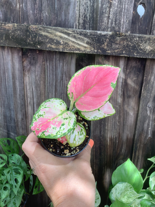 Aglaonema 'Red Zircon' | 3" Pot