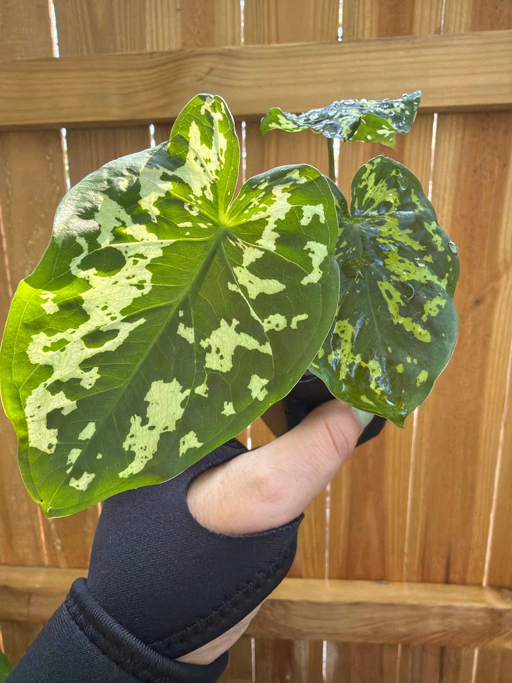 Caladium praetermissum ‘Hilo Beauty’ | 3" Pot