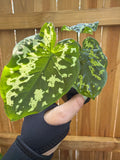 Caladium praetermissum ‘Hilo Beauty’ | 3" Pot