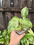 Alocasia 'Odora Batik' | 4" Pot
