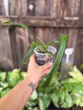 Philodendron holtonianum | 4" Pot