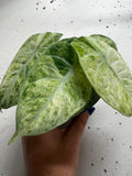 Alocasia ‘Ninja Tricolor’ | 4” Pot