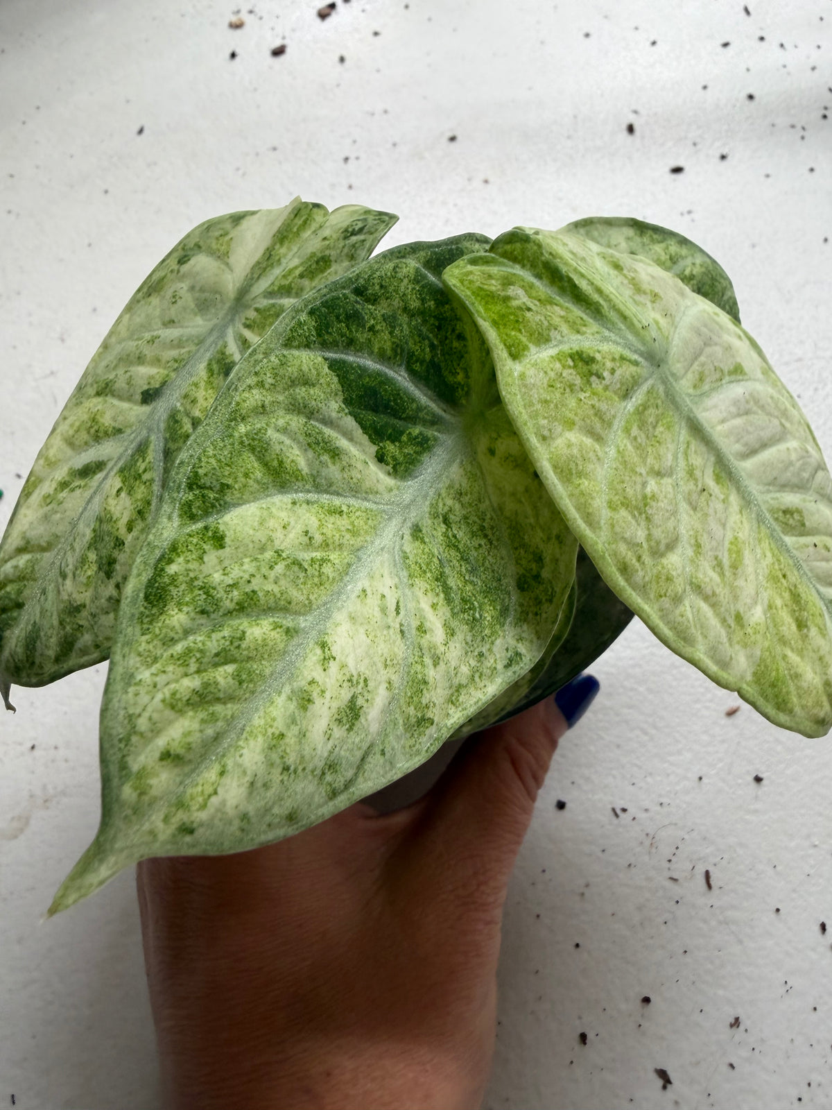 Alocasia ‘Ninja Tricolor’ | 4” Pot