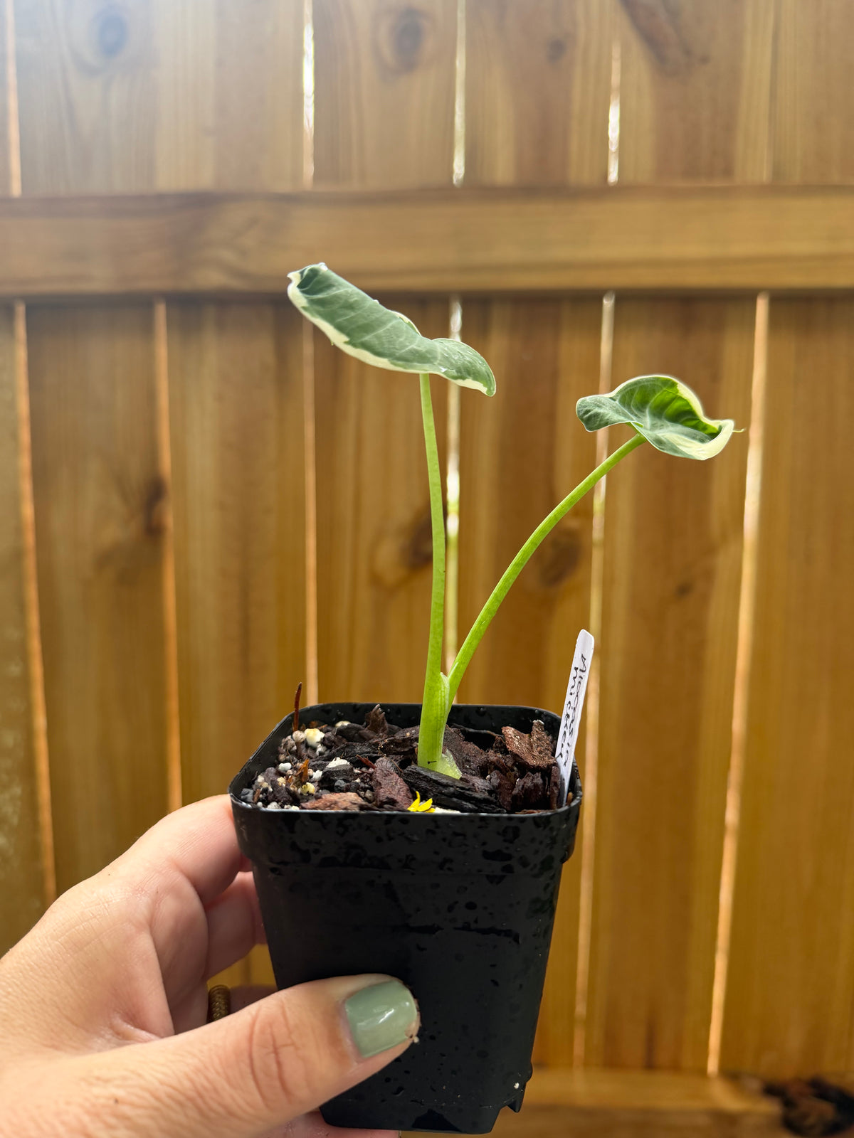 Xanthosoma ‘Mickey Mouse’ | 3" Pot