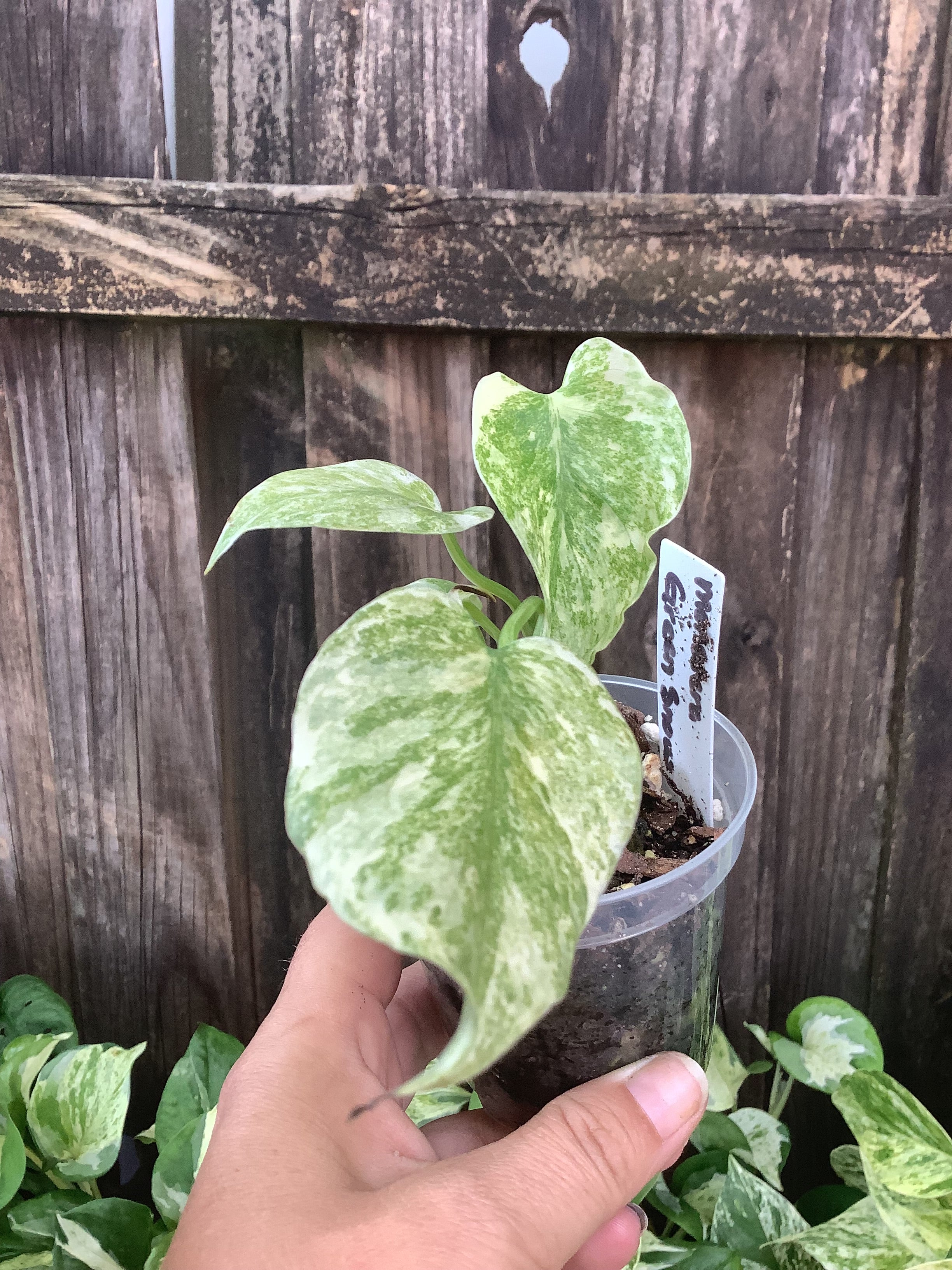 Monstera 'Green Snow' | 3" Pot
