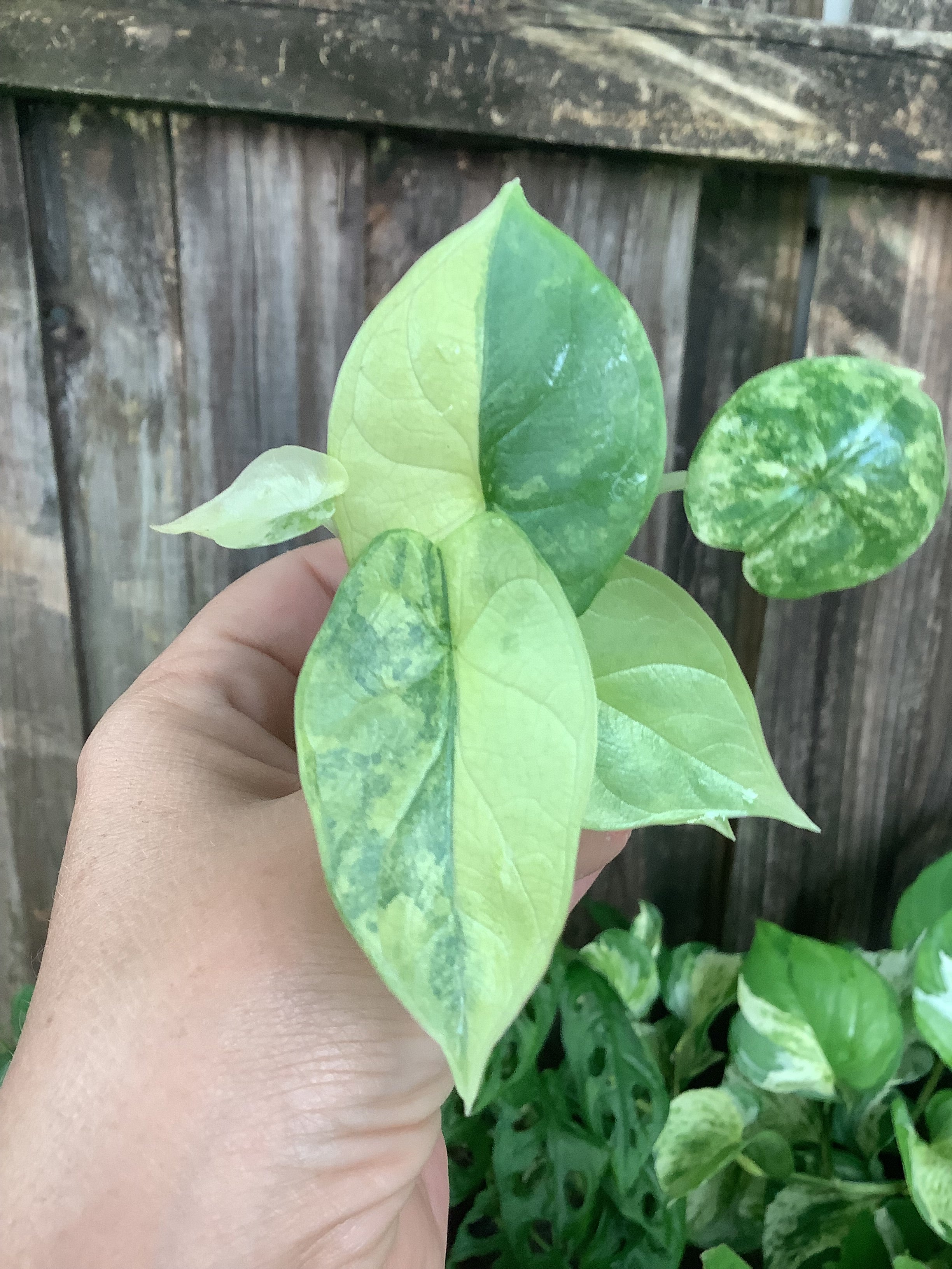 Alocasia 'Silver Dragon Aurea Variegated' | Rooted Plug