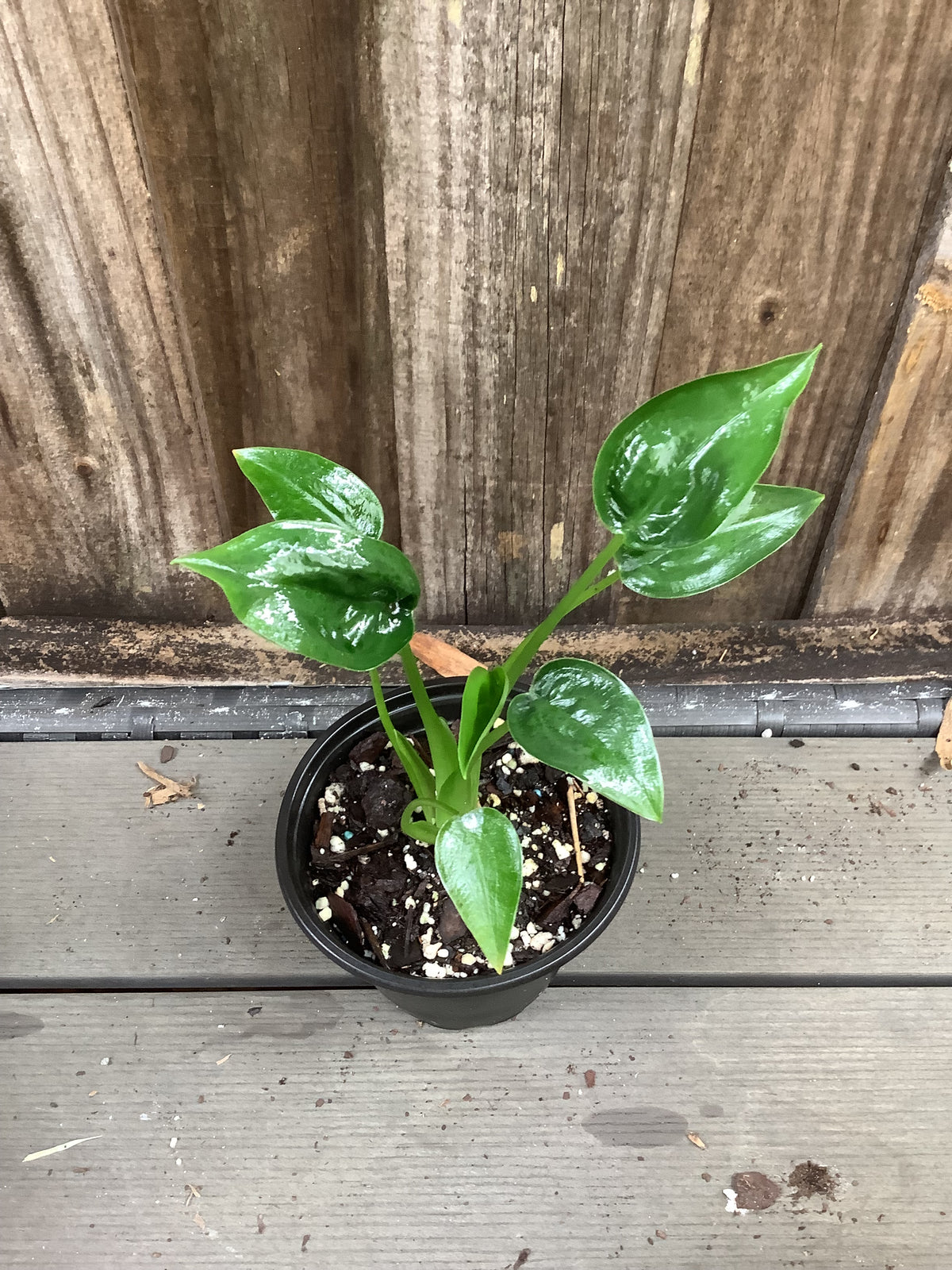 Alocasia ‘Tiny Dancer’ | 4" Pot