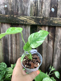 Monstera 'White Monster' | 3" Pot