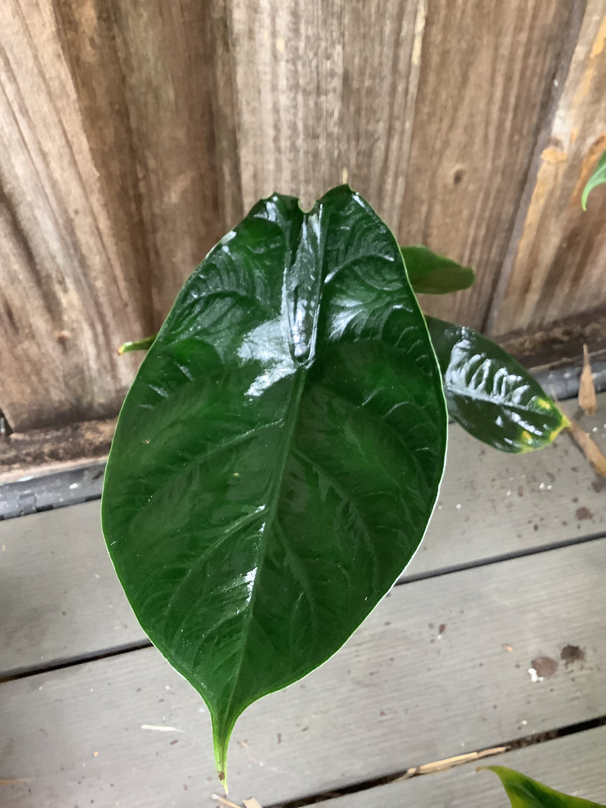 Alocasia ‘Green Unicorn’ | 4" Pot