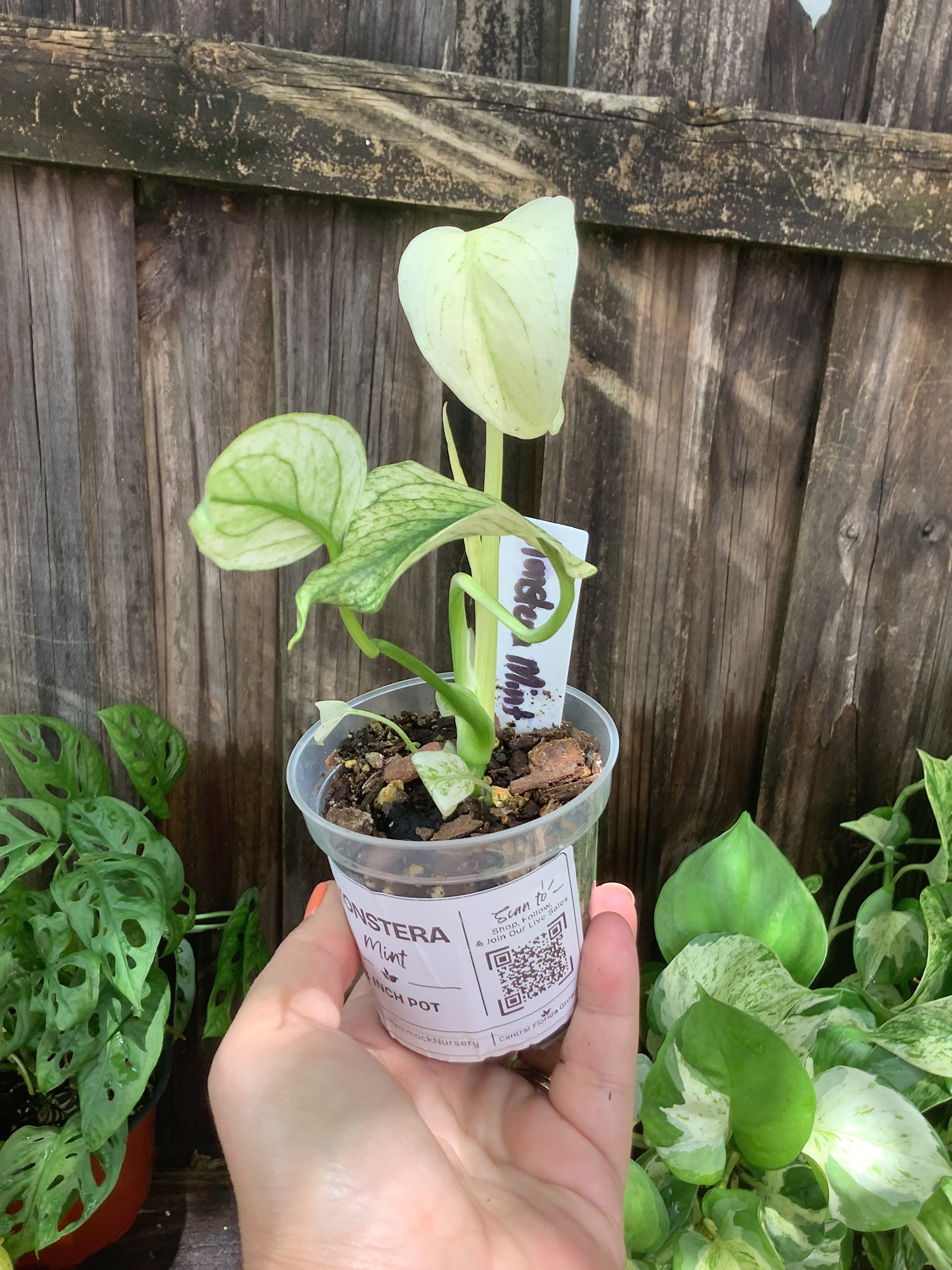 Monstera 'Mint' | 3" Pot