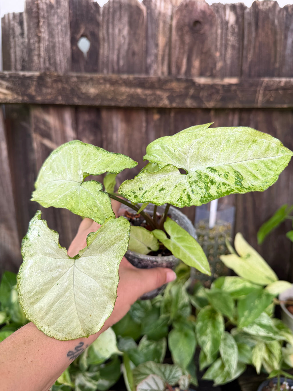 Syngonium 'White Butterfly' | 4" Pot