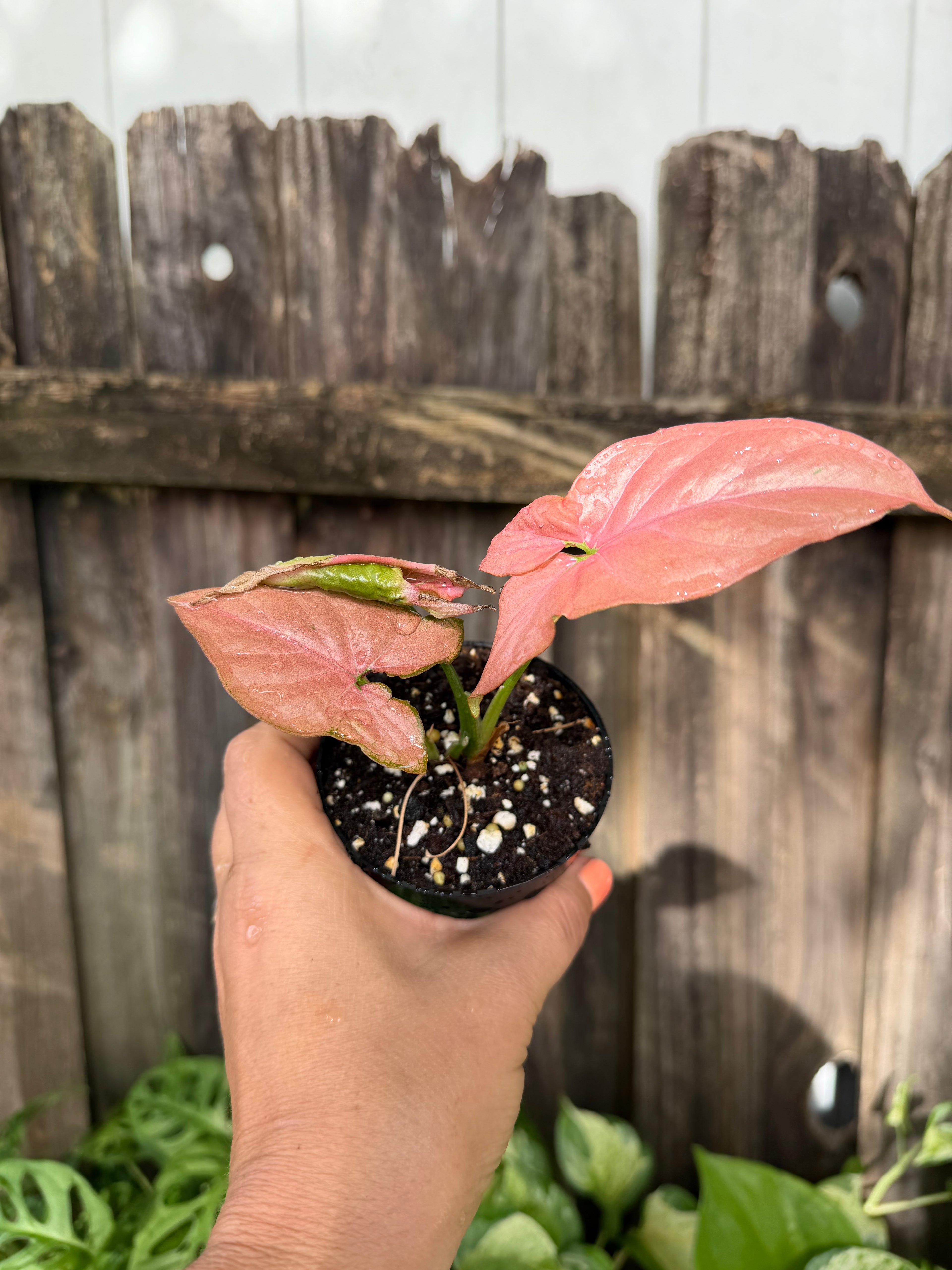 Syngonium 'Neon Robusta Pink' | 3" Pot