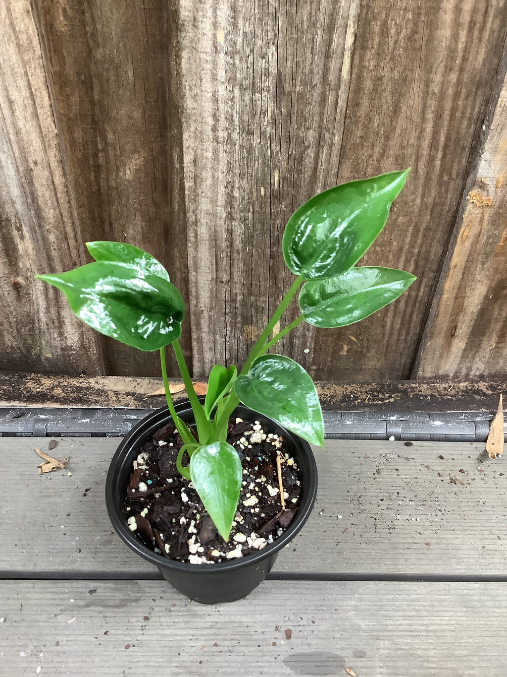 Alocasia ‘Tiny Dancer’ | 4" Pot