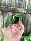 Philodendron 'Gigas' | Rooted Plug