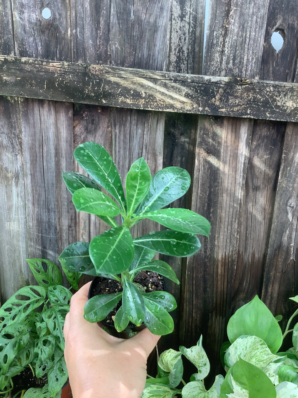 Desert Rose (Adenium obesum) | 3" Pot