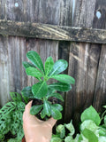 Desert Rose (Adenium obesum) | 3" Pot