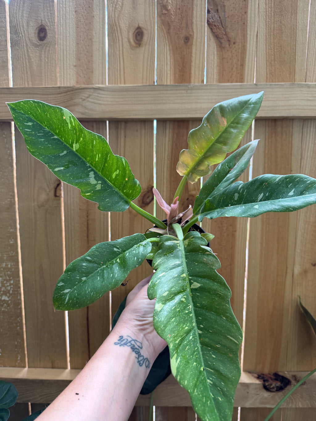 Philodendron ‘Ring of Fire’ | 4” Pot