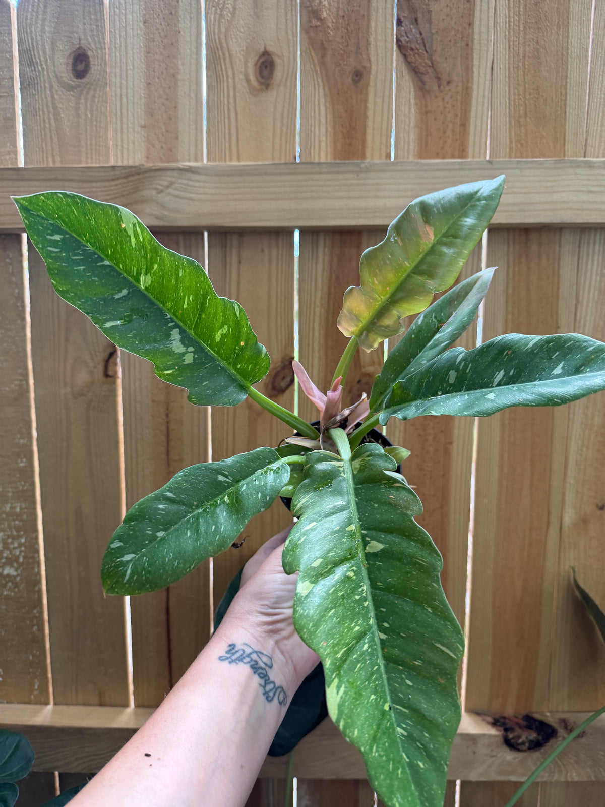 Philodendron ‘Ring of Fire’ | 4” Pot