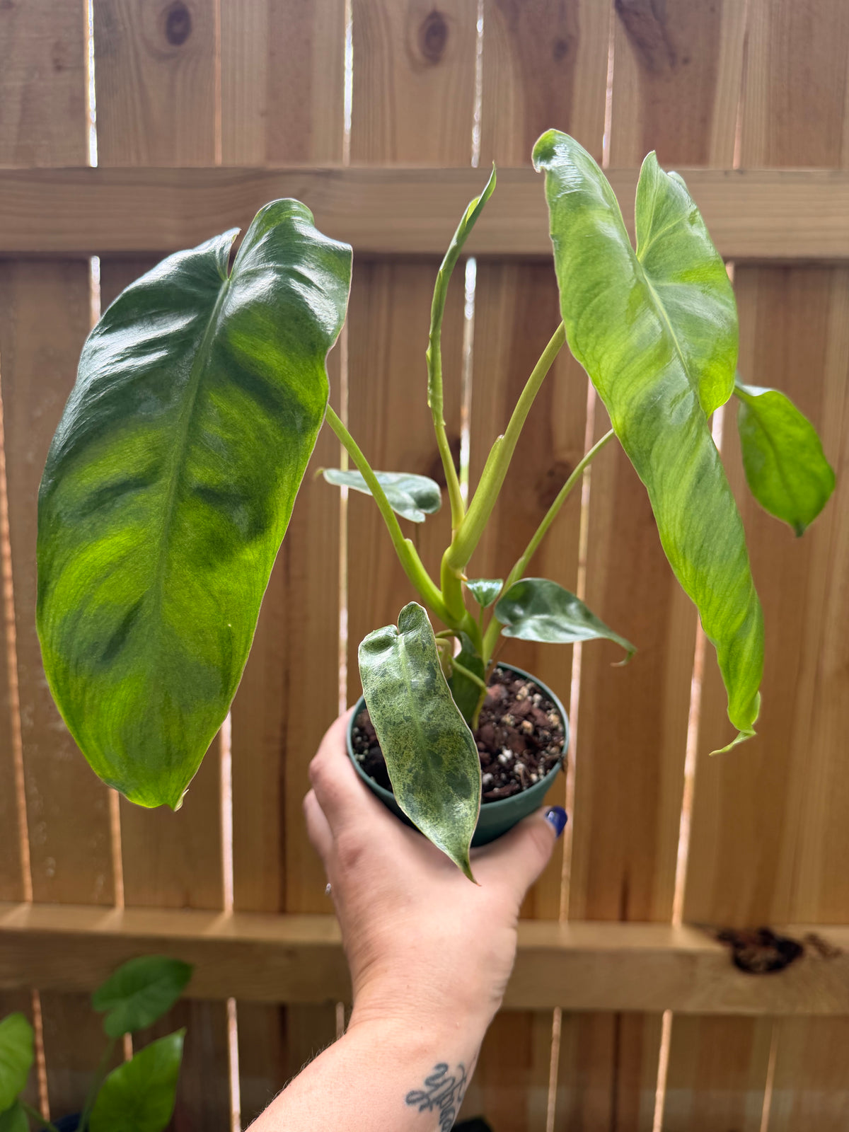 Philodendron ‘Paraiso Verde’ | 4" Pot