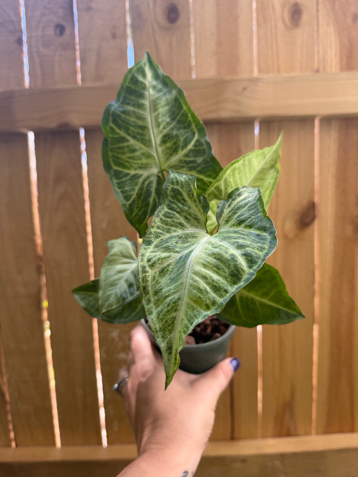 Syngonium ‘Batik’ | 4” Pot