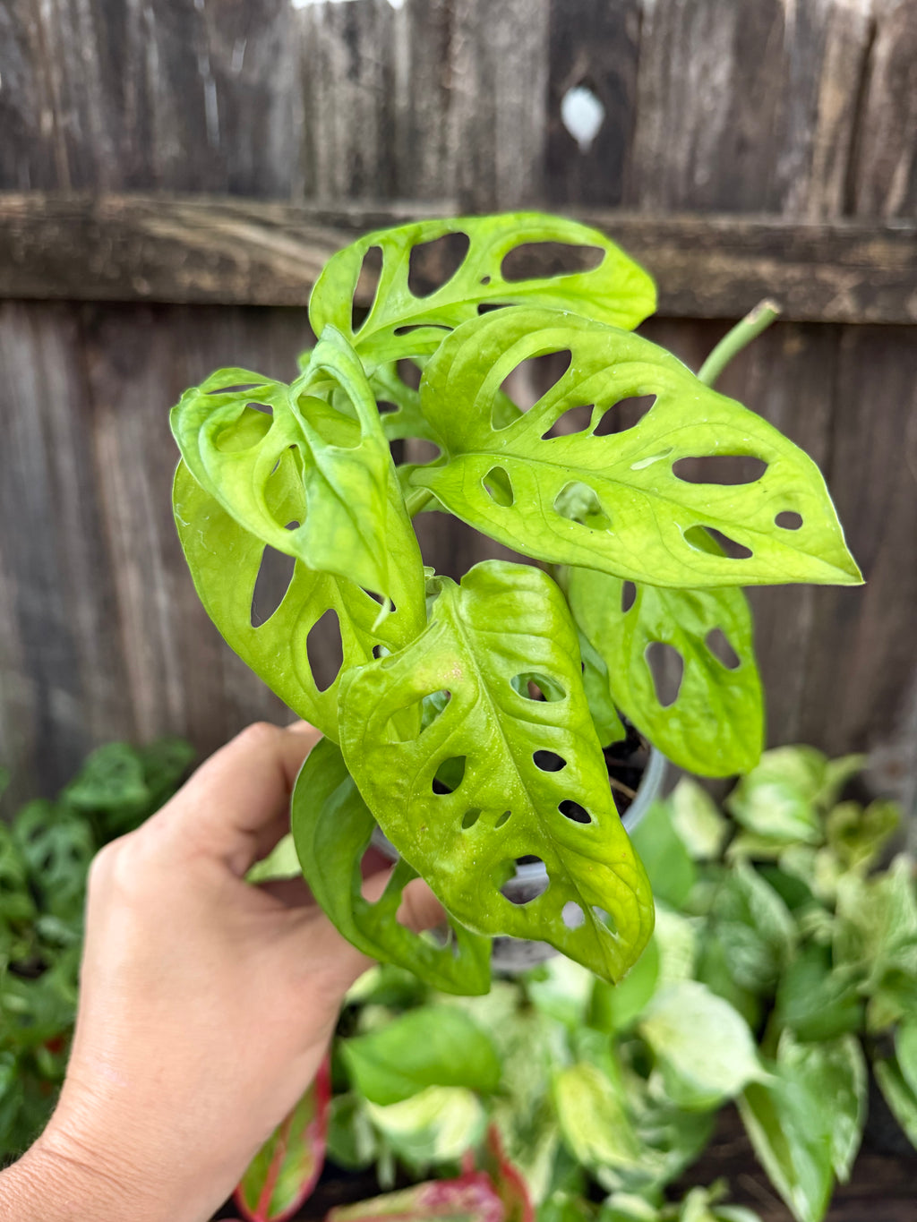 Monstera adansonii | 4" Pot