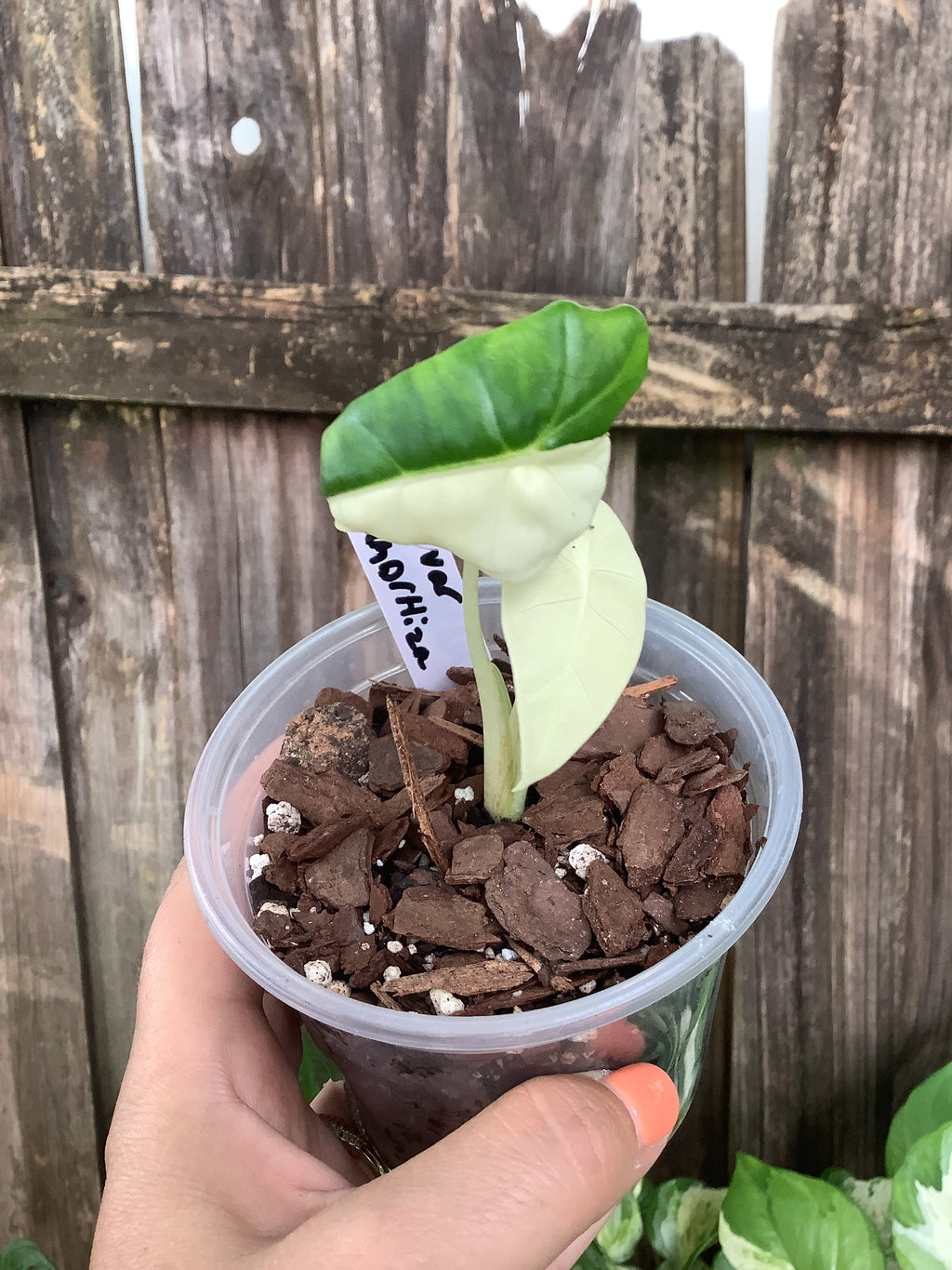 Alocasia macrorrhiza 'Variegata' | 4" Pot