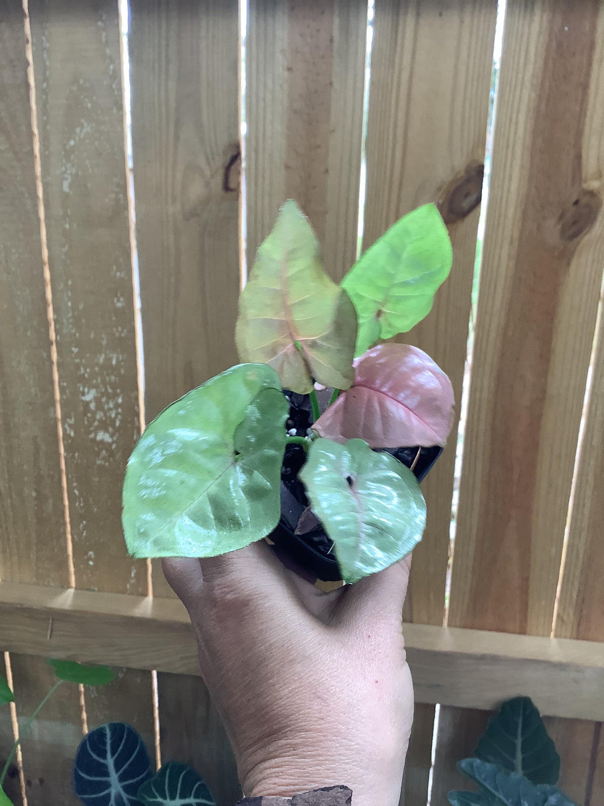Syngonium ‘Neon Robusta’ | 3” Pot