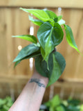 Philodendron 'Brasil' | 4" Pot
