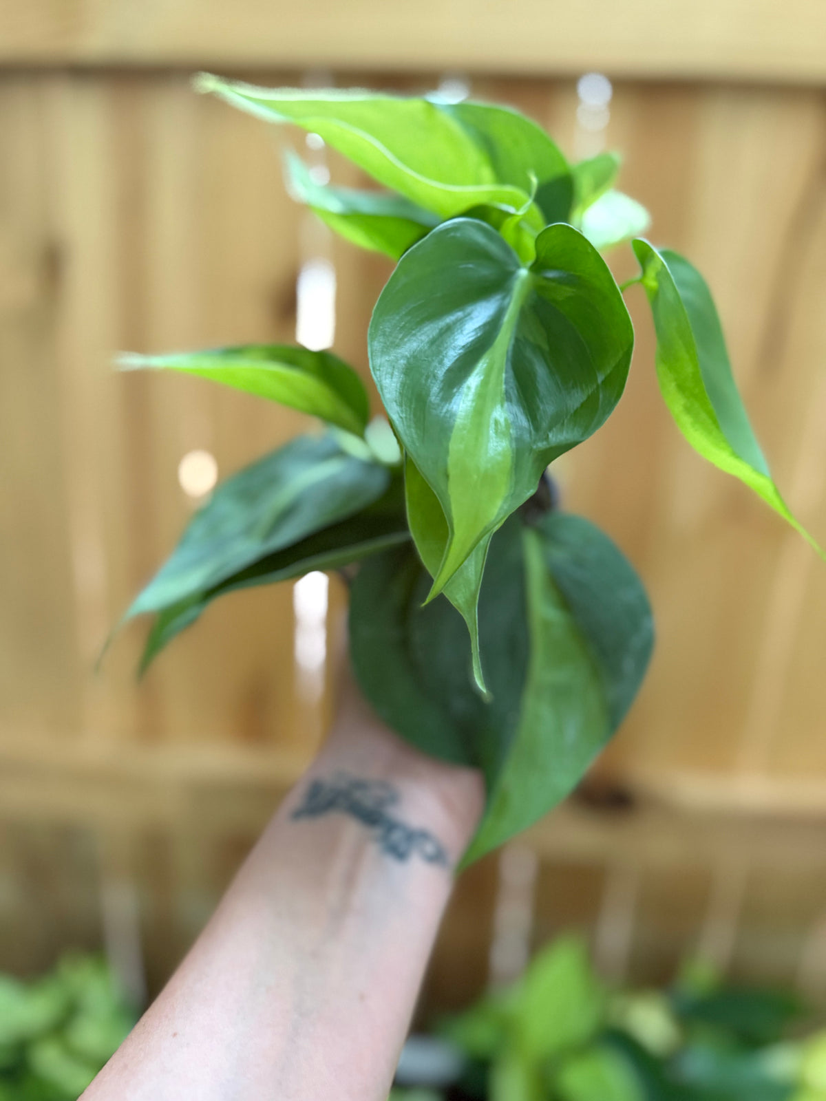 Philodendron 'Brasil' | 4" Pot