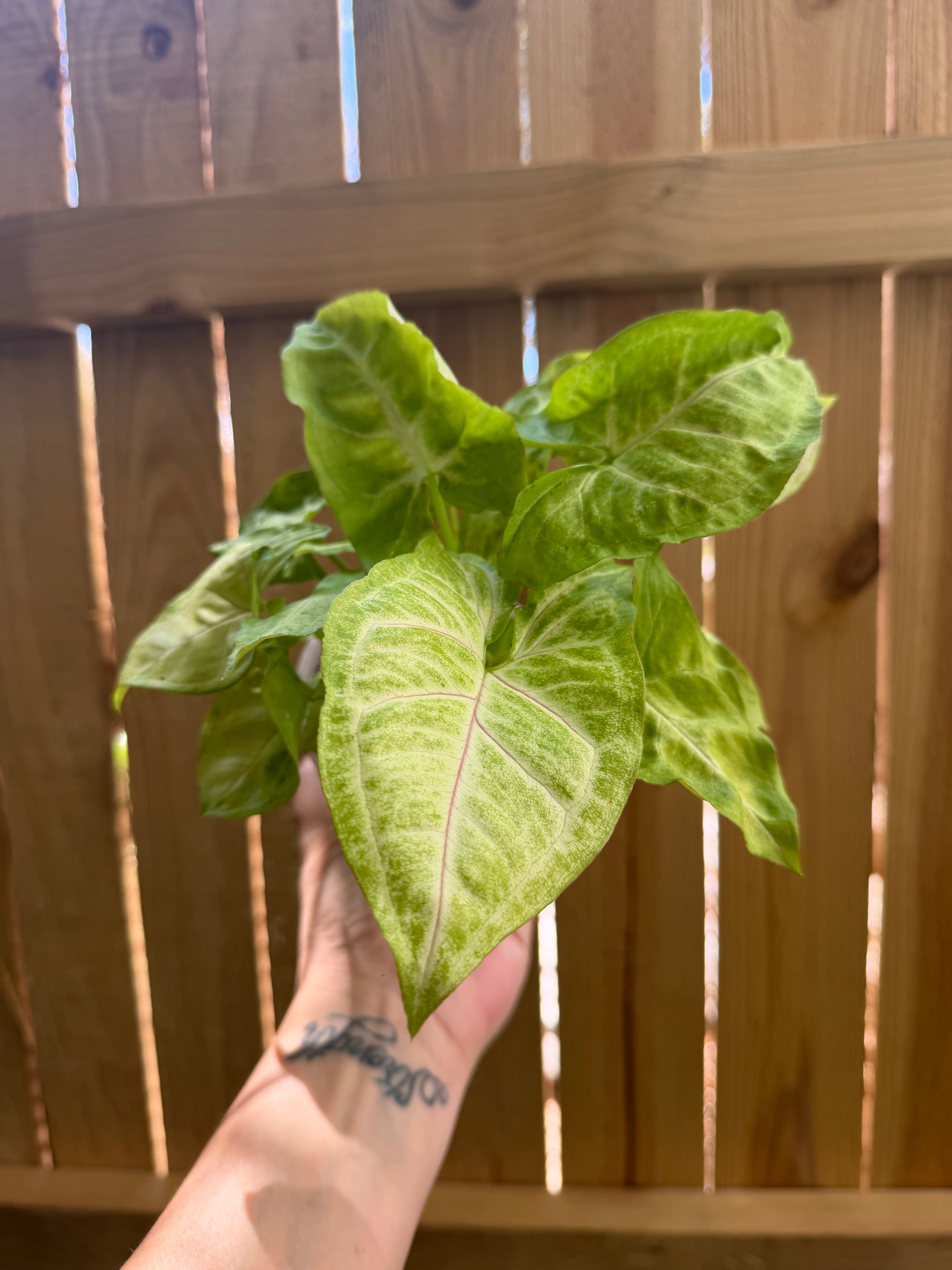 Syngonium 'Gold Allusion' | 4" Pot