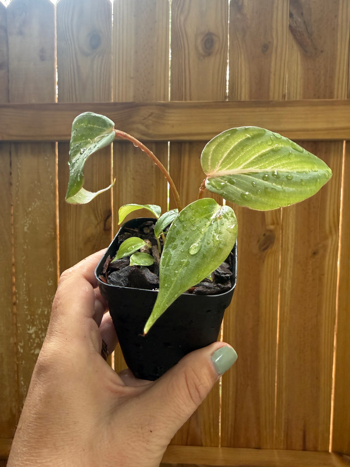 Philodendron gloriosum | 3" Pot