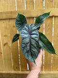 Alocasia 'Dragon Scale' | 4" Pot