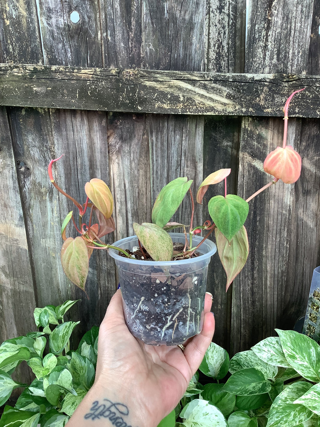 Philodendron 'Pink Micans' | 4" Pot