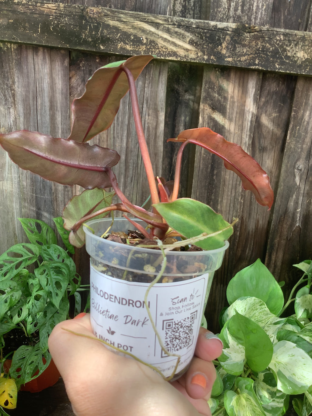 Philodendron 'Billietiae Dark' | 3" Pot