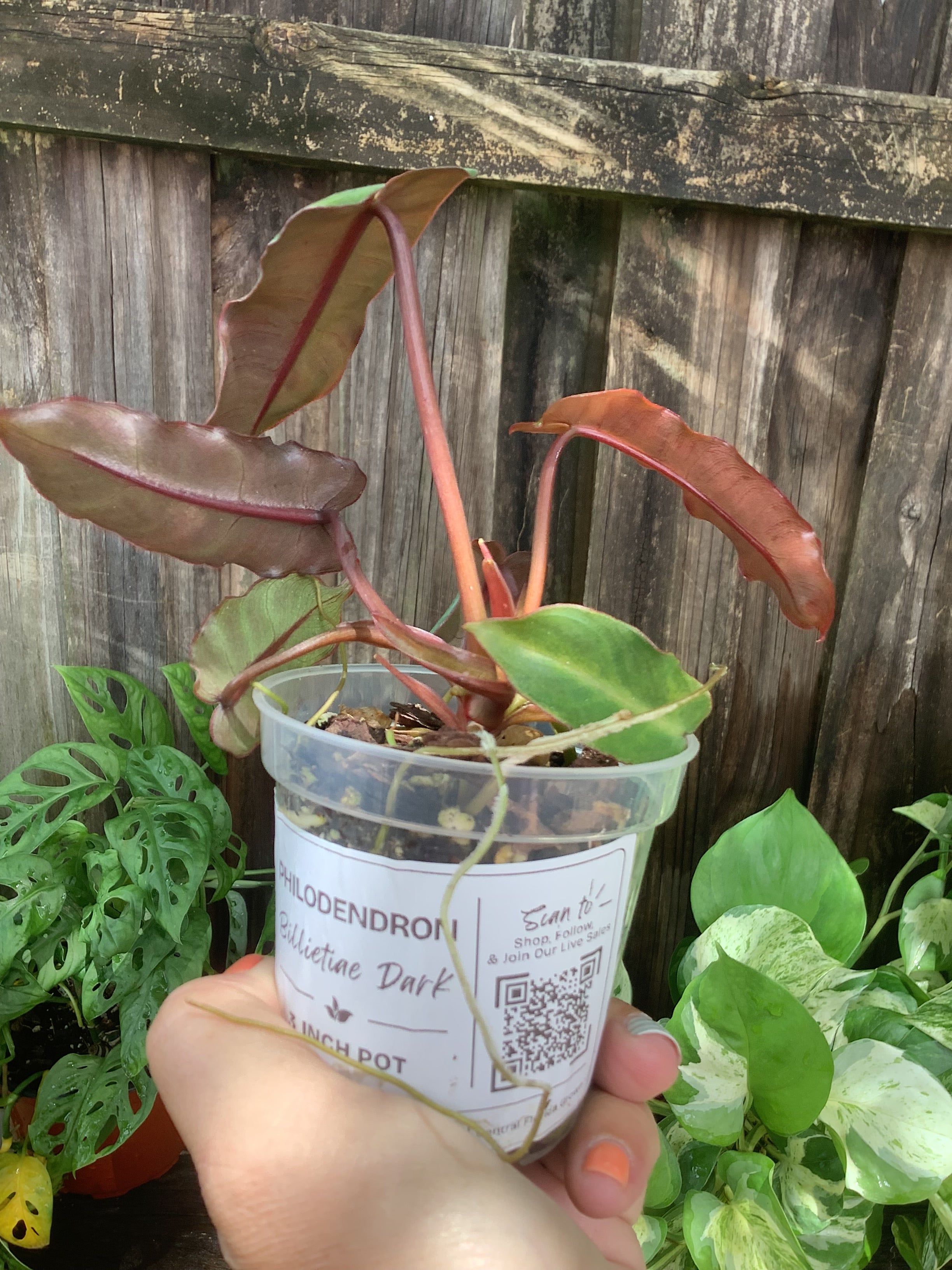 Philodendron 'Billietiae Dark' | 3" Pot