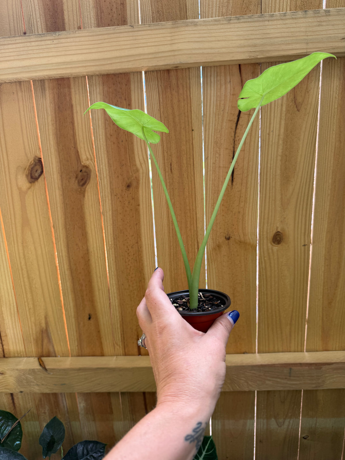 Alocasia ‘California’ | 3" Pot
