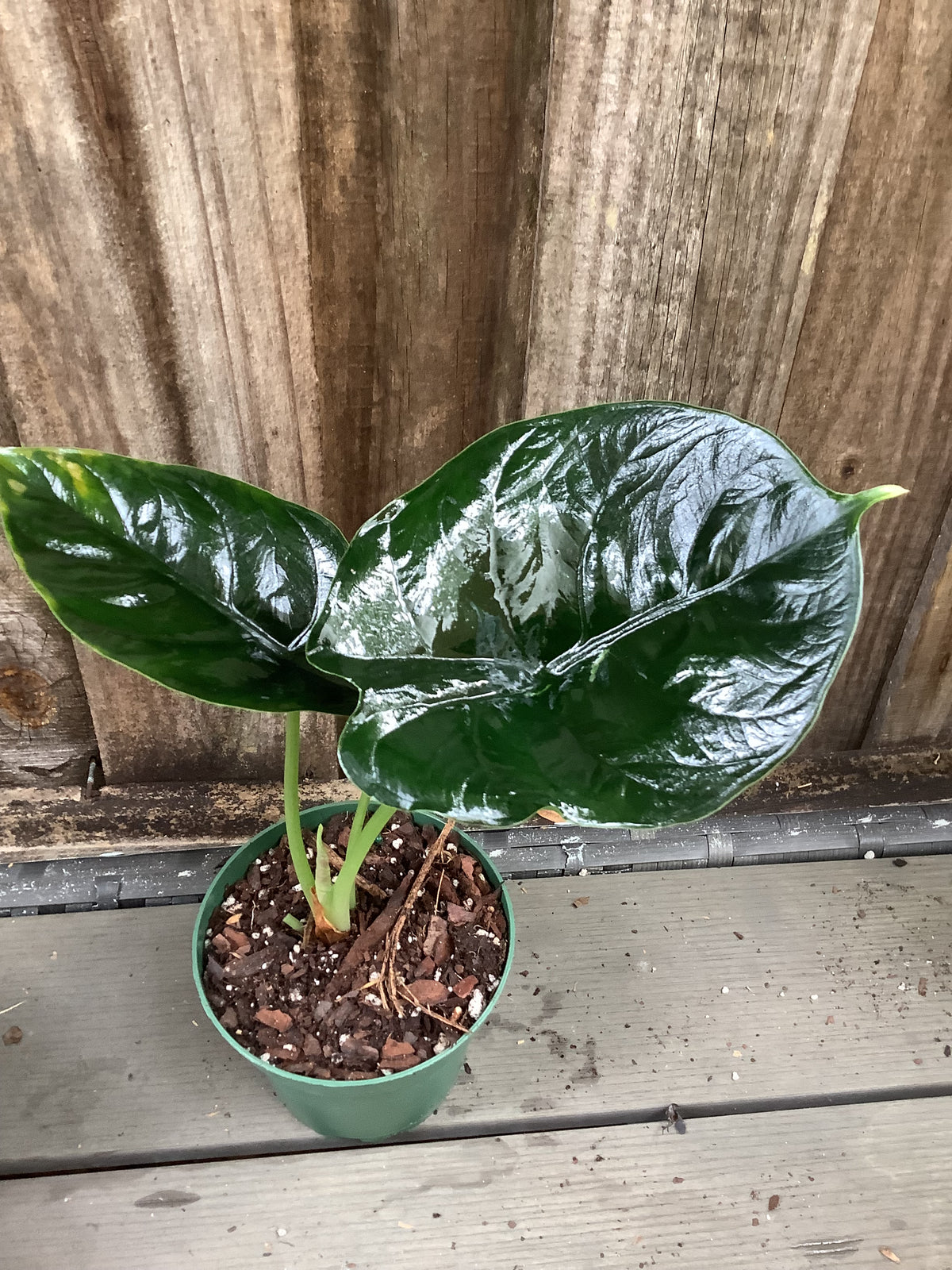 Alocasia ‘Green Unicorn’ | 4" Pot