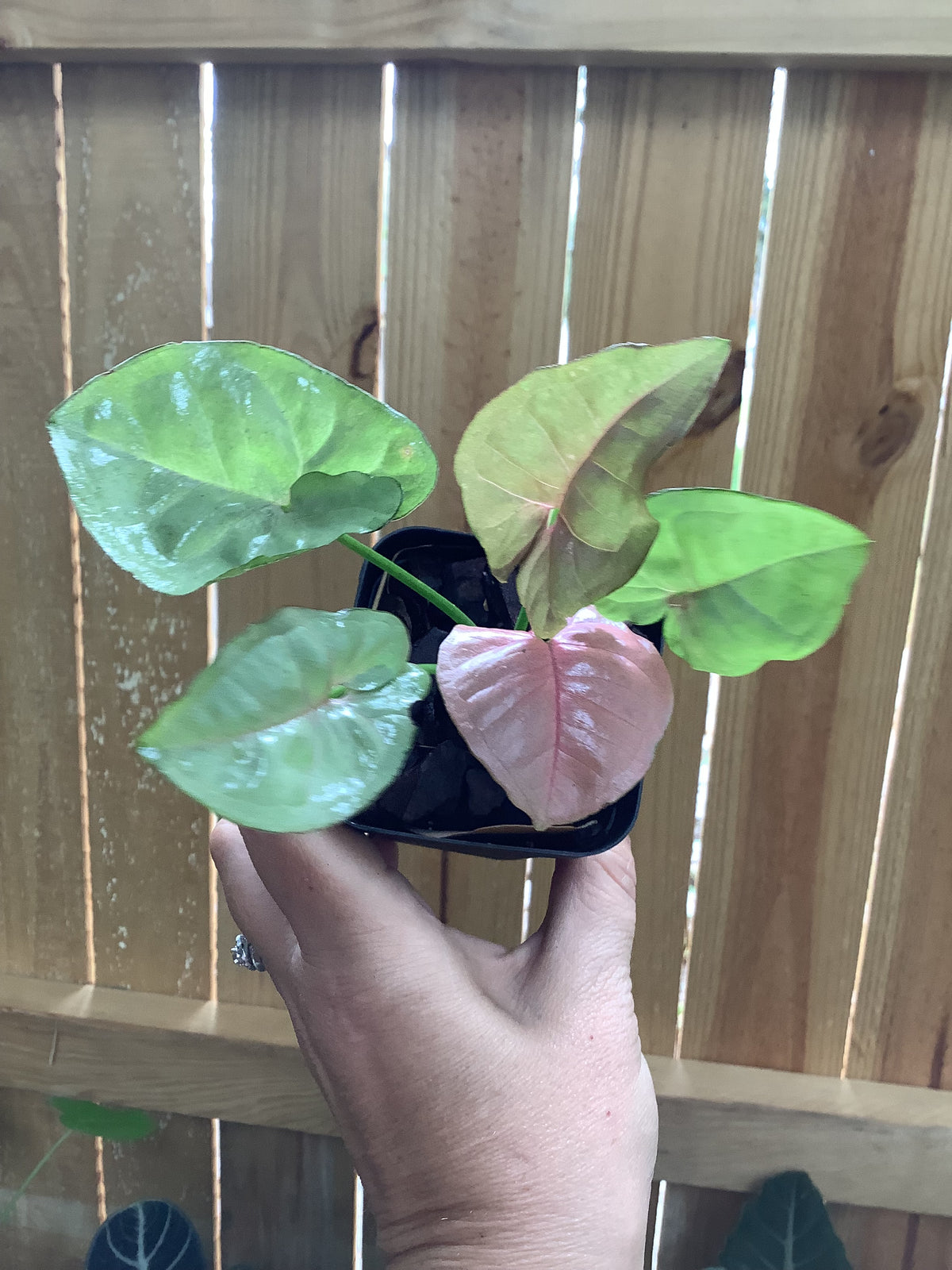 Syngonium ‘Neon Robusta’ | 3” Pot