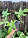 Philodendron 'Florida Ghost' | 5" Pot