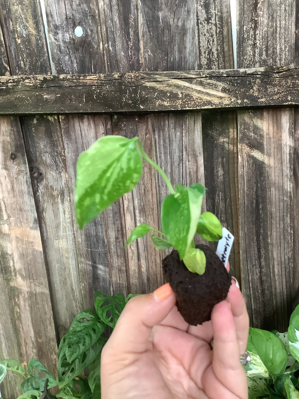 Monstera 'Electrolyte' | Rooted Plug