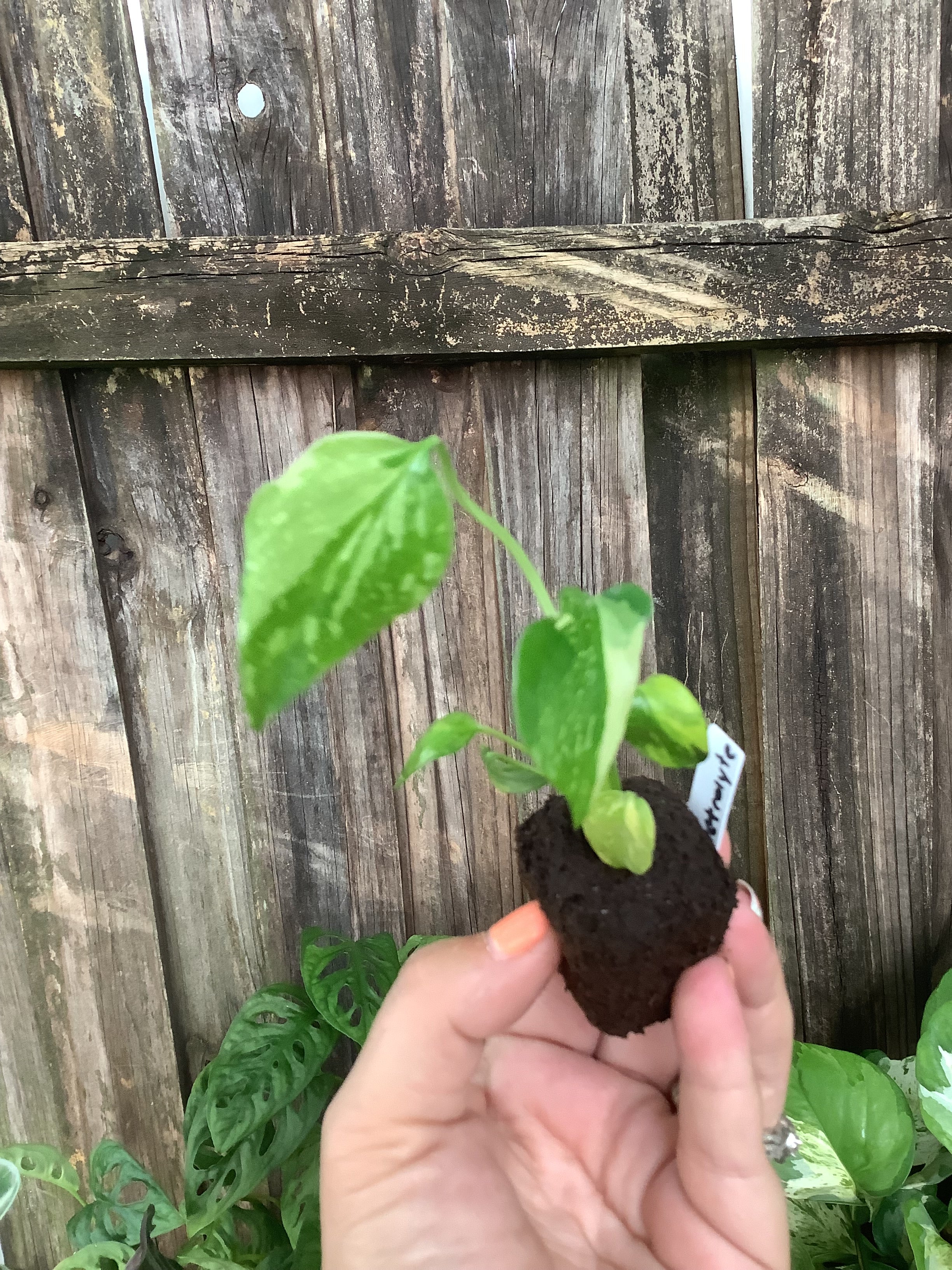 Monstera 'Electrolyte' | Rooted Plug