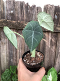 Alocasia ‘Maharani’ | 3” Pot