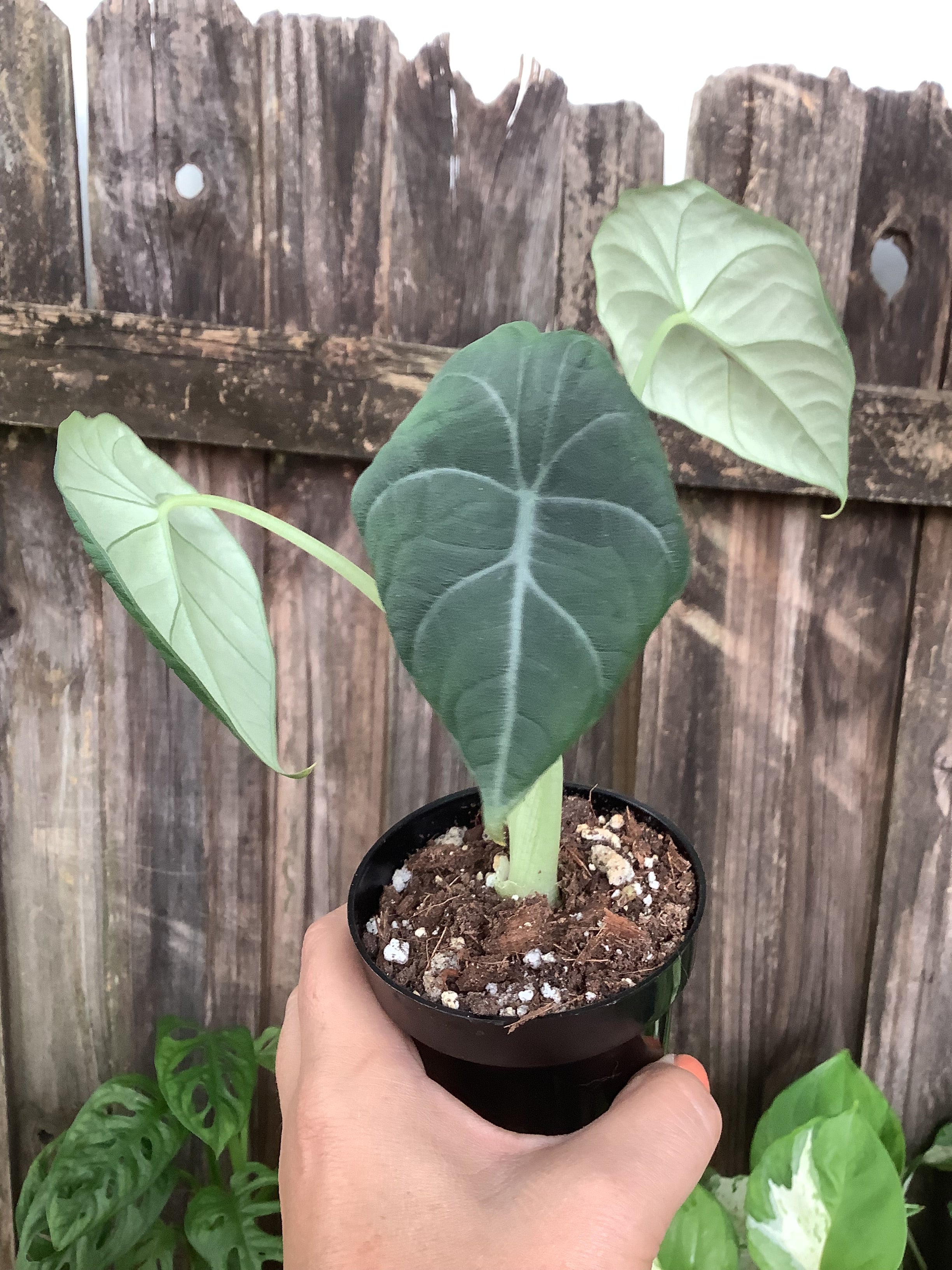 Alocasia ‘Maharani’ | 3” Pot