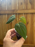 Philodendron hederaceum ‘Micans’ | 2" Pot
