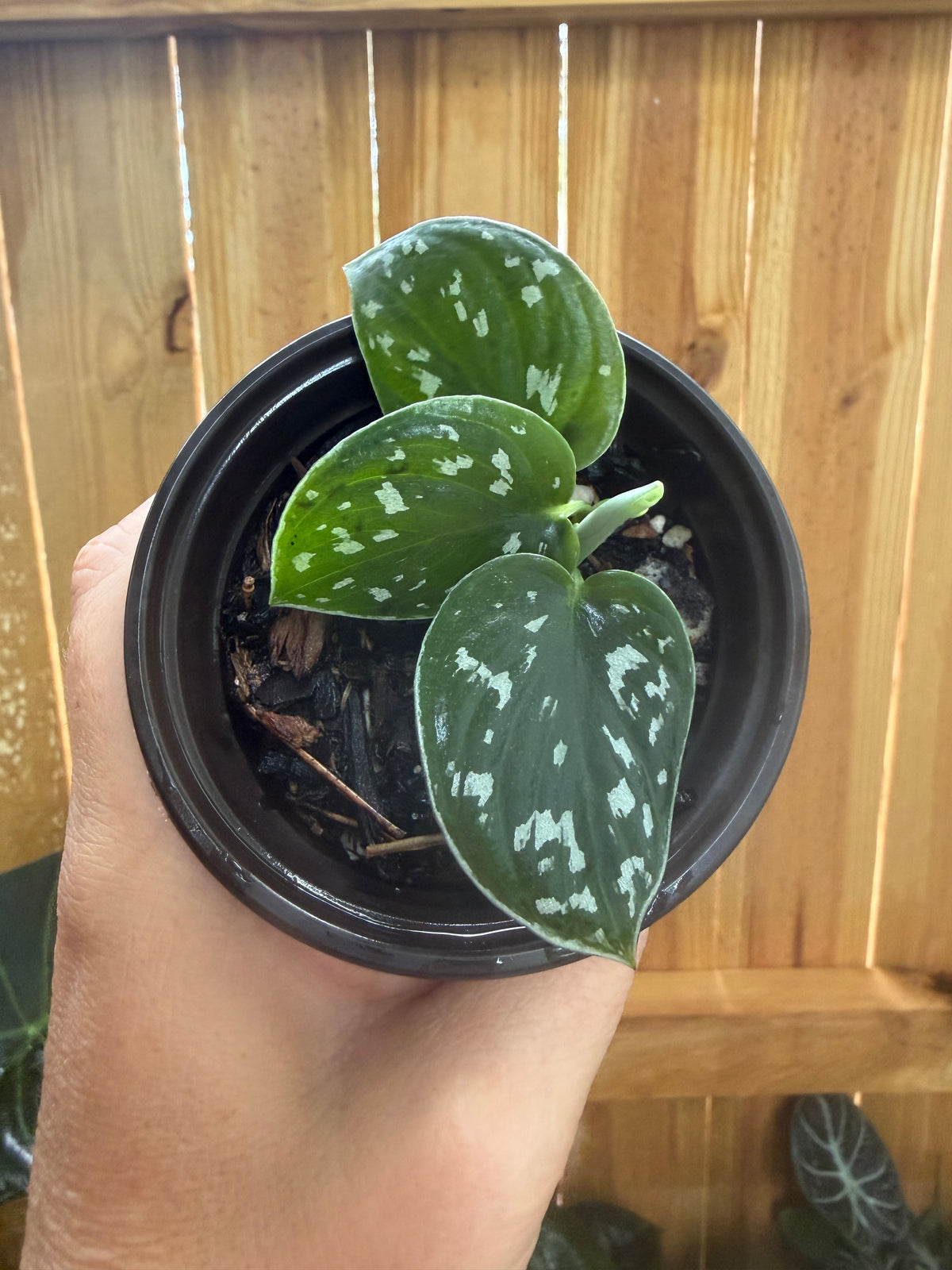 Scindapsus pictus ‘Argyraeus’ (Satin Pothos) | 3" Pot