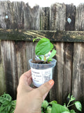 Anthurium 'Queen of Hearts' | 3" Pot