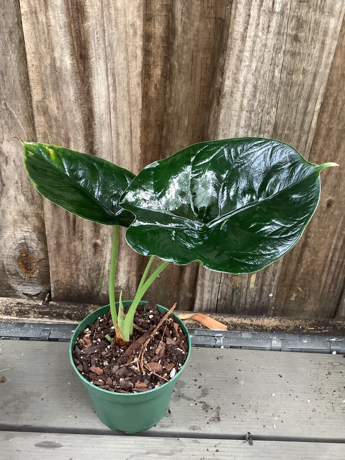 Alocasia ‘Green Unicorn’ | 4" Pot