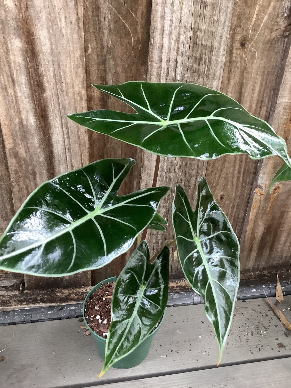 Alocasia 'Dragon's Tooth' | 4" Pot